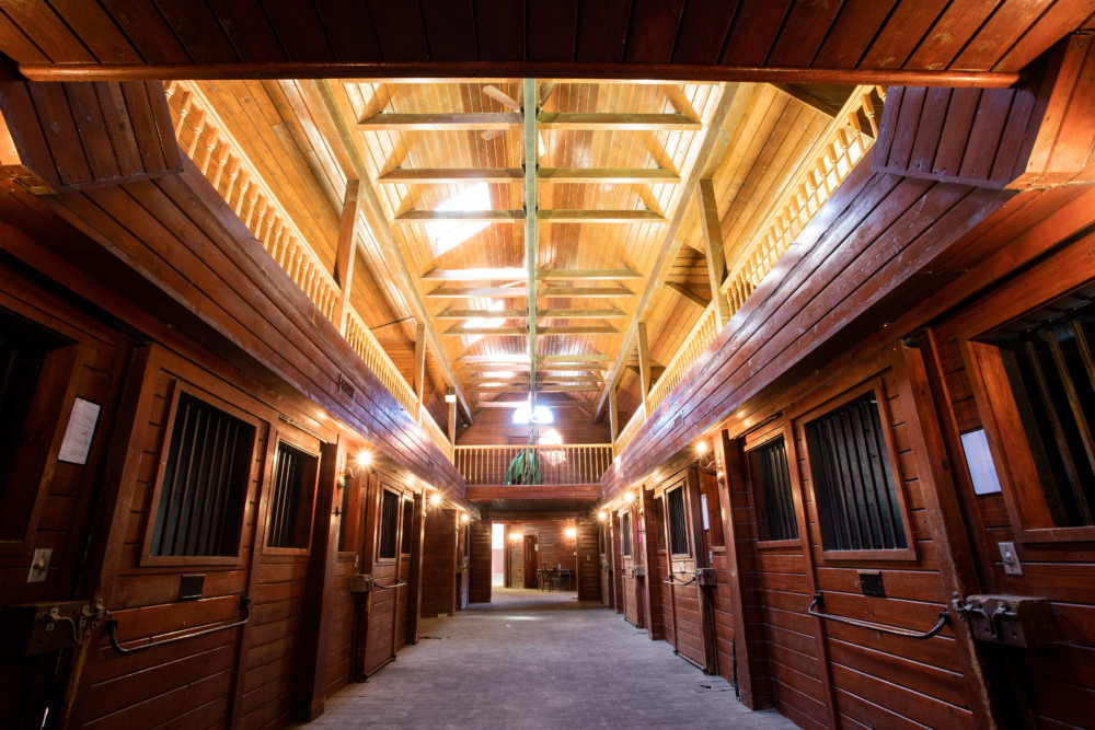 Morgan horse training at Rand Stables